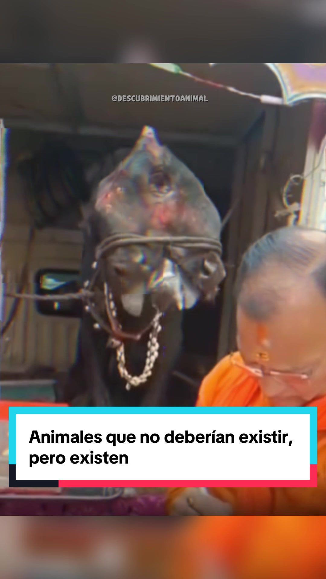 @Descubrimientoanimal