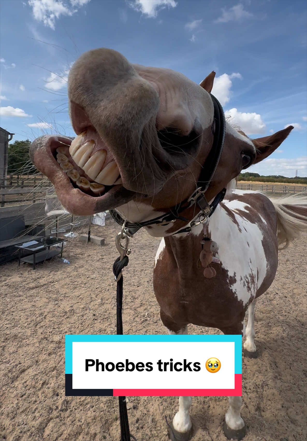 @Phoebe Scholtens