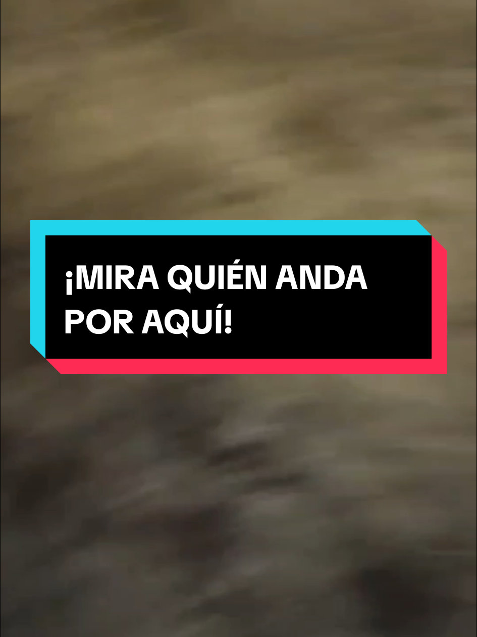 @enGatadas