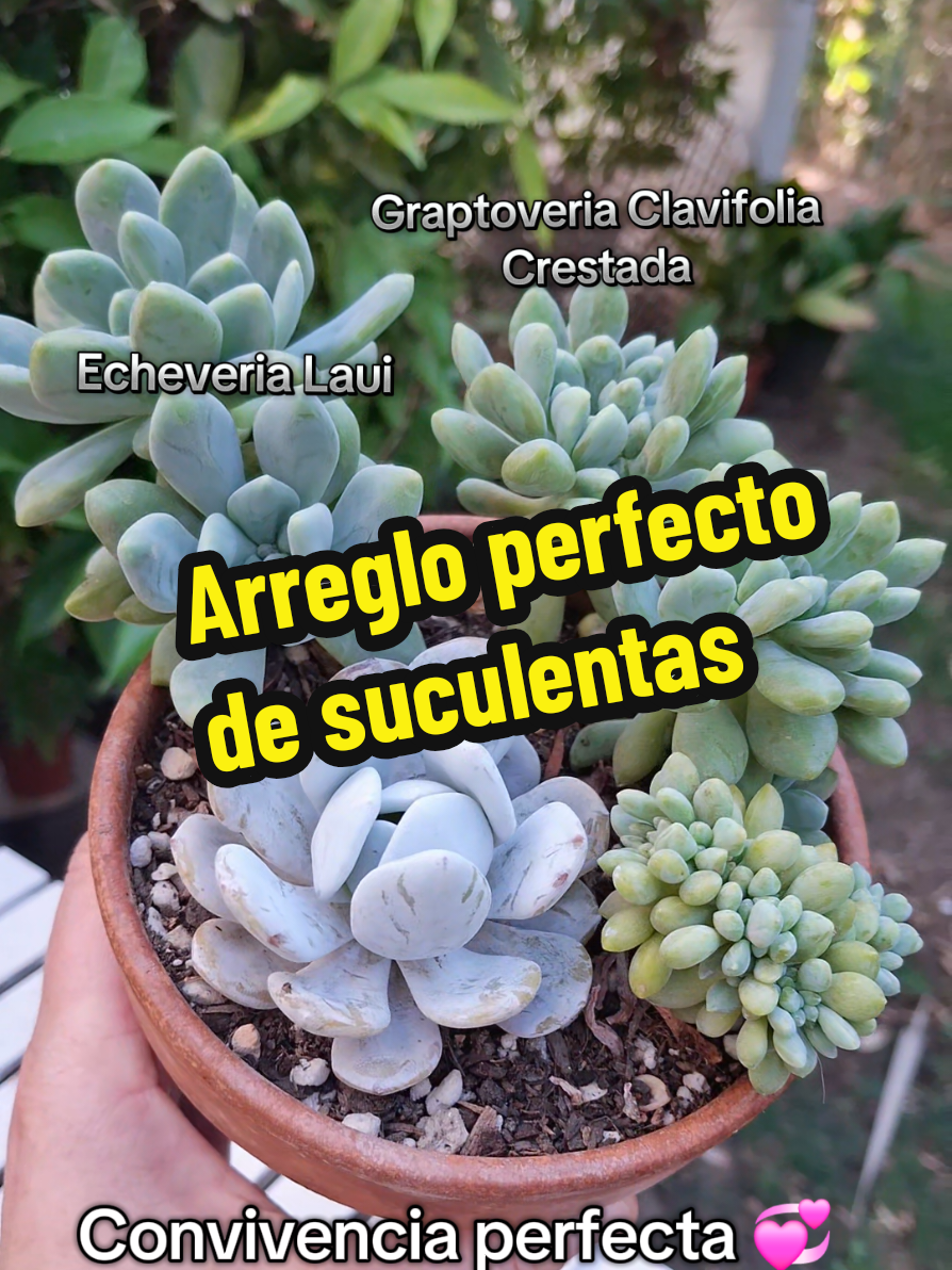 @Succulent_ninja