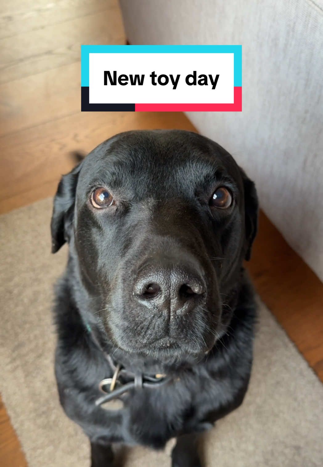 @Denzel The Labraseal