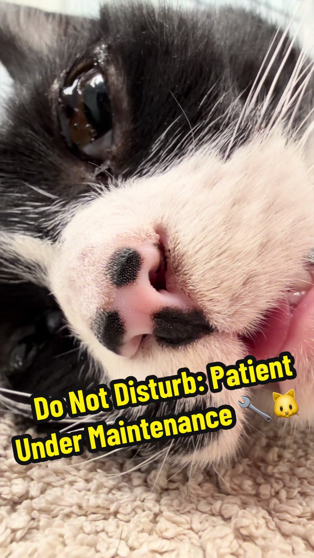@Tomasthevet