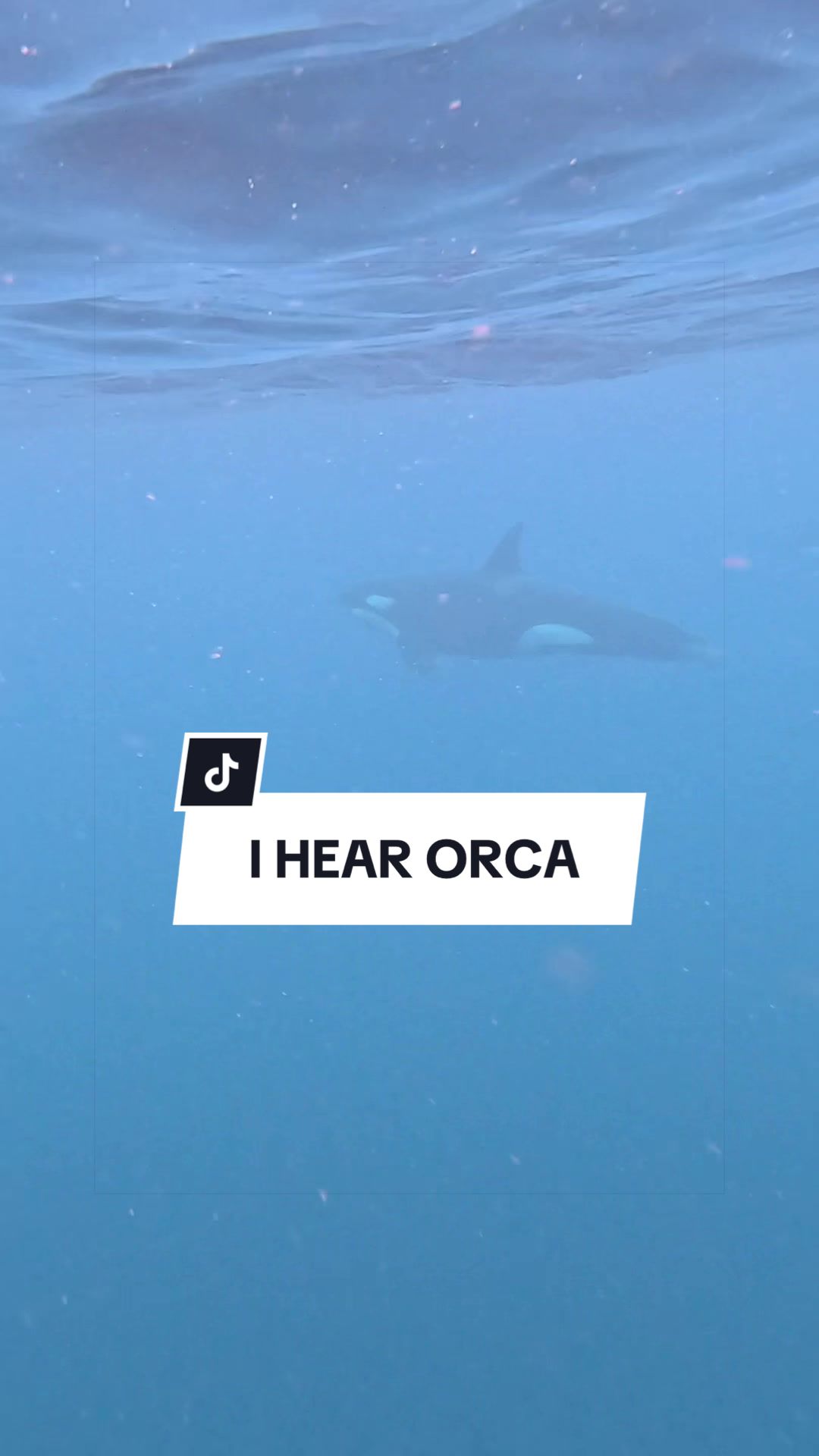 @SCUBA&ensp;DAN&ensp;🦈