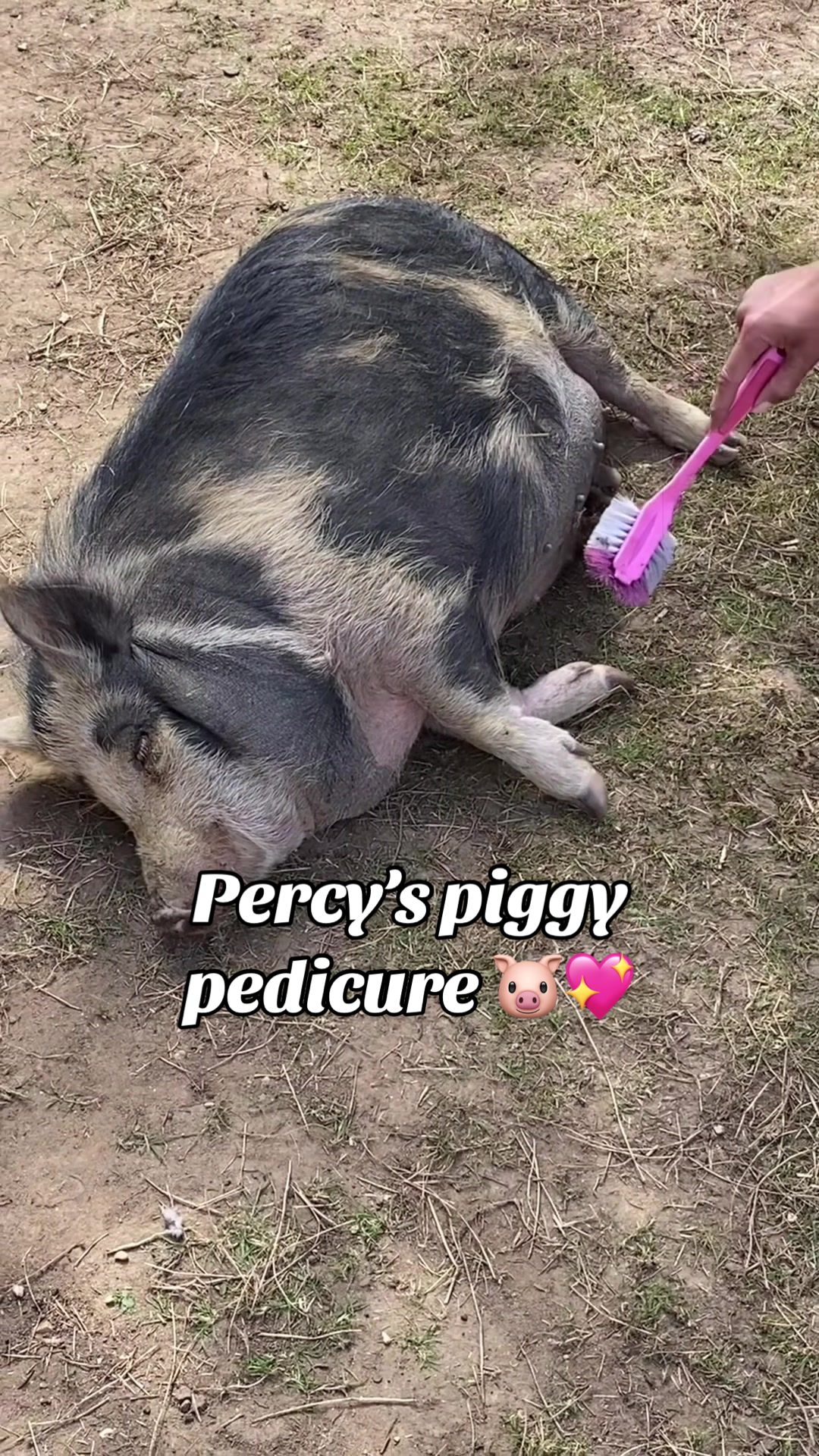 @AhimsaAnimalSanctuaryUK