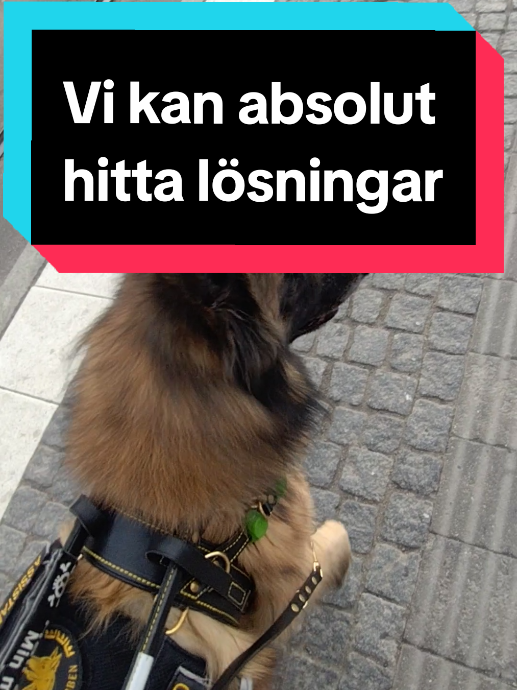 @Fenix-Tervueren AssistanceDog