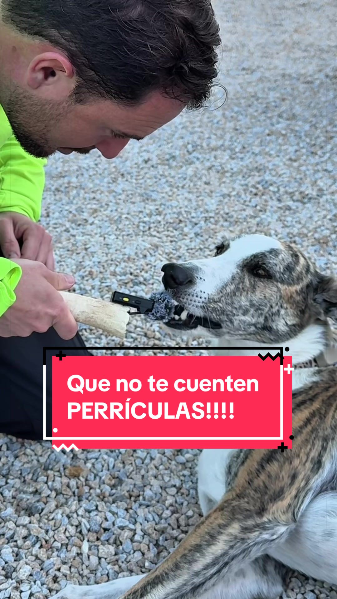 @adican_adiestradorcanino