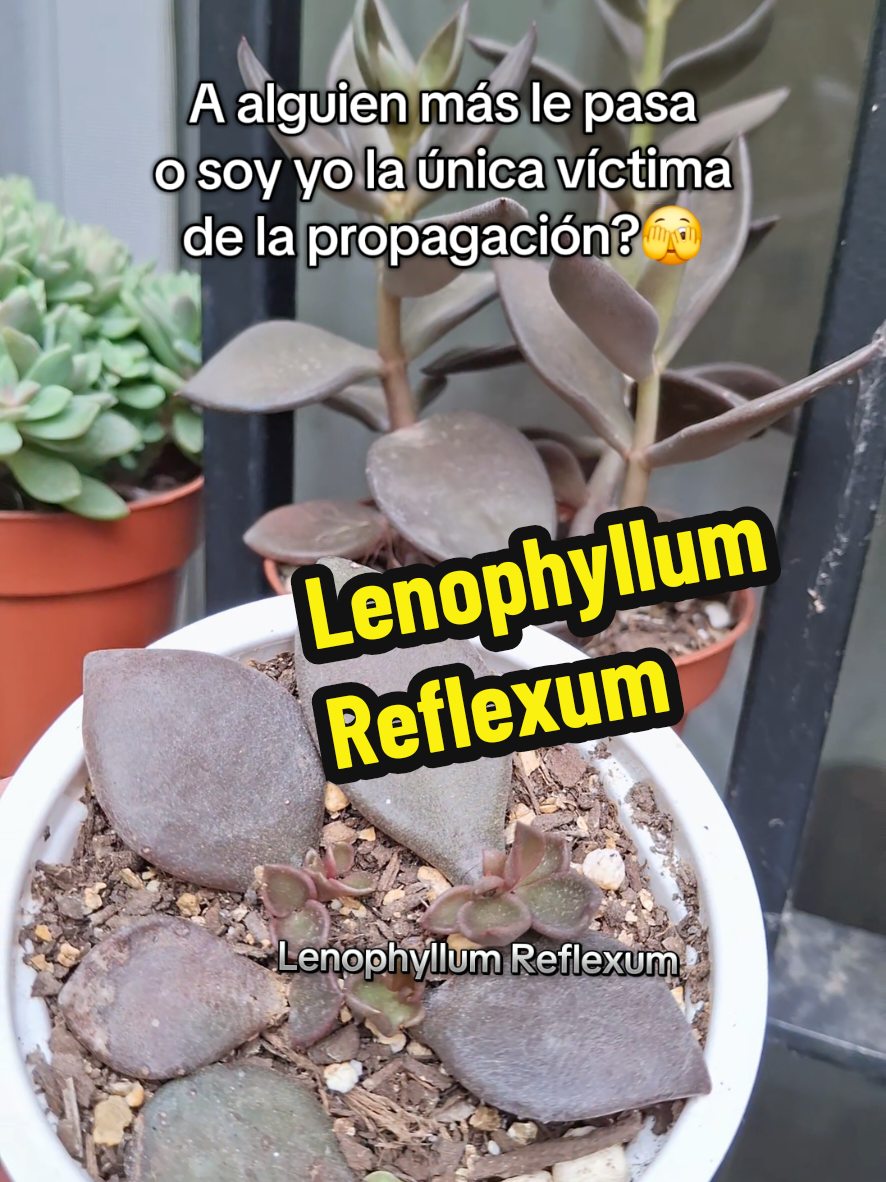 @Succulent_ninja