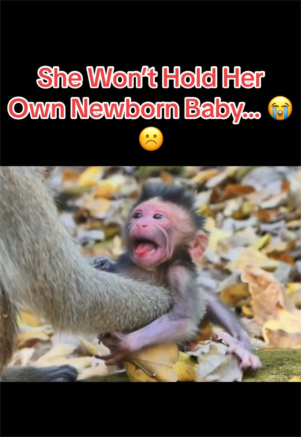 @Baby Monkey Life