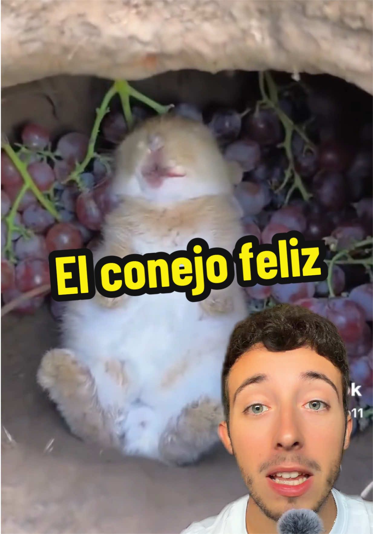 @ivanttops