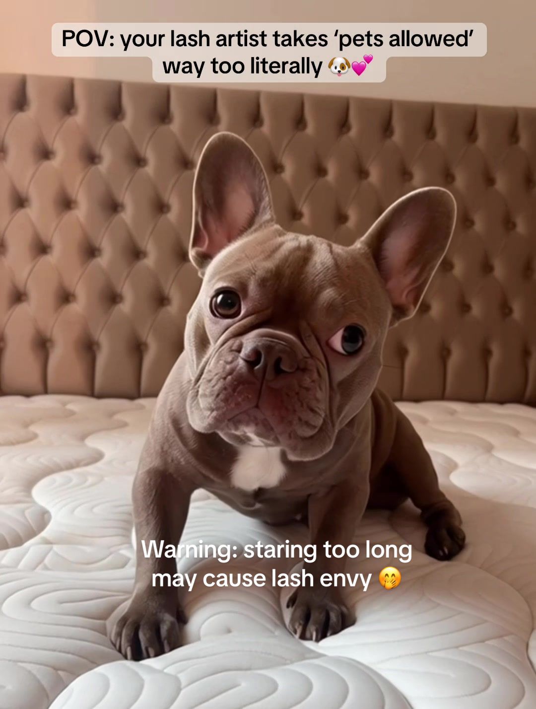 @snegalashes