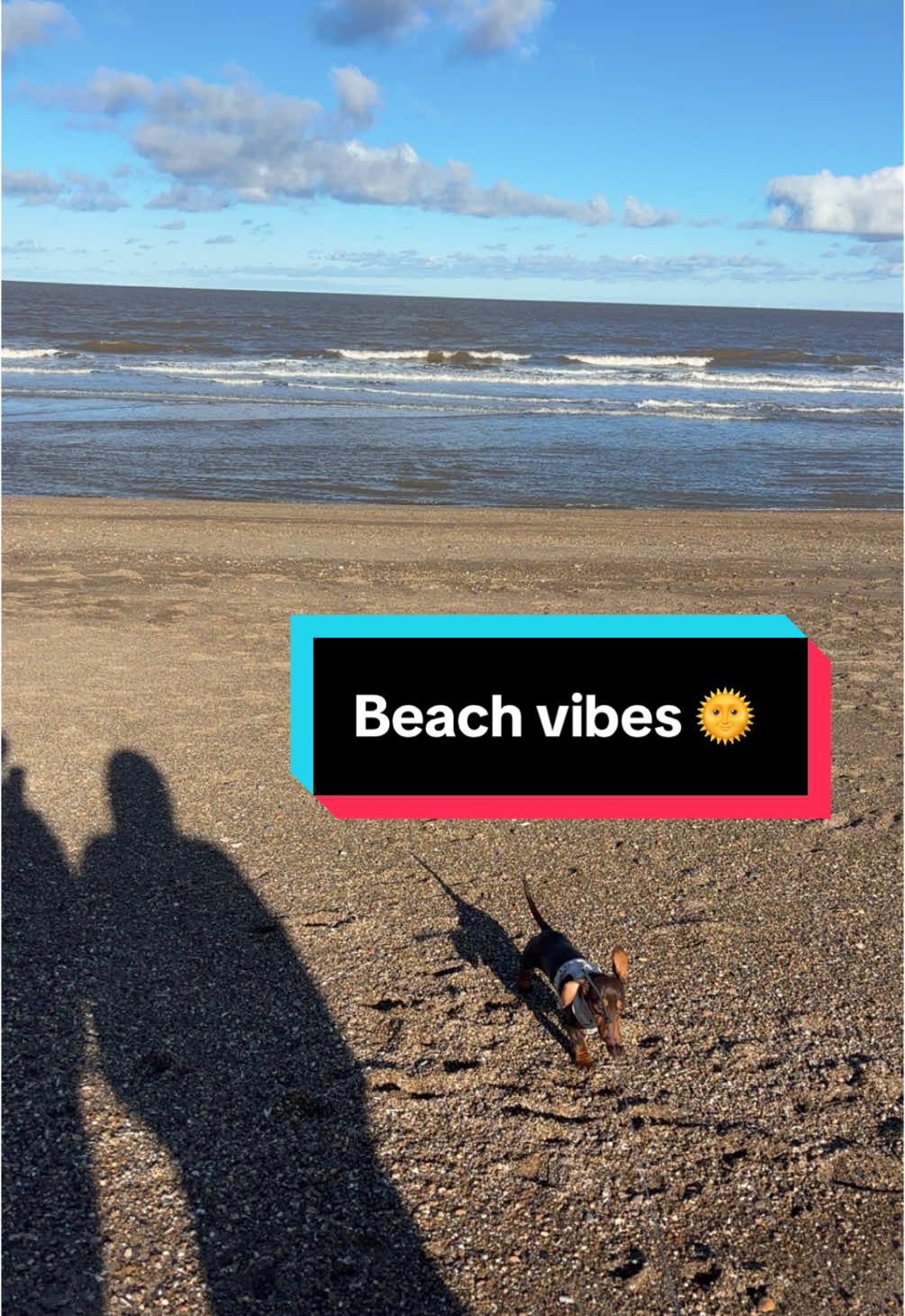 @BellaLongDog