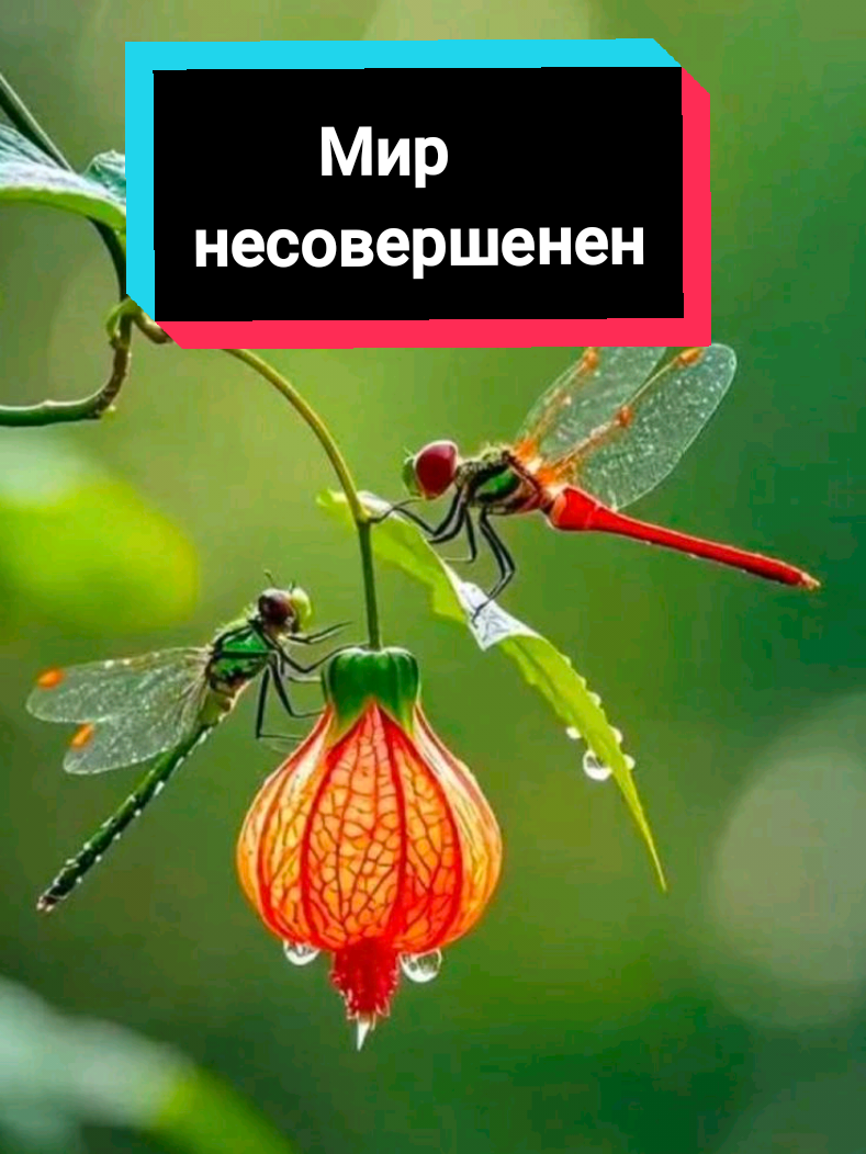 @Glafira