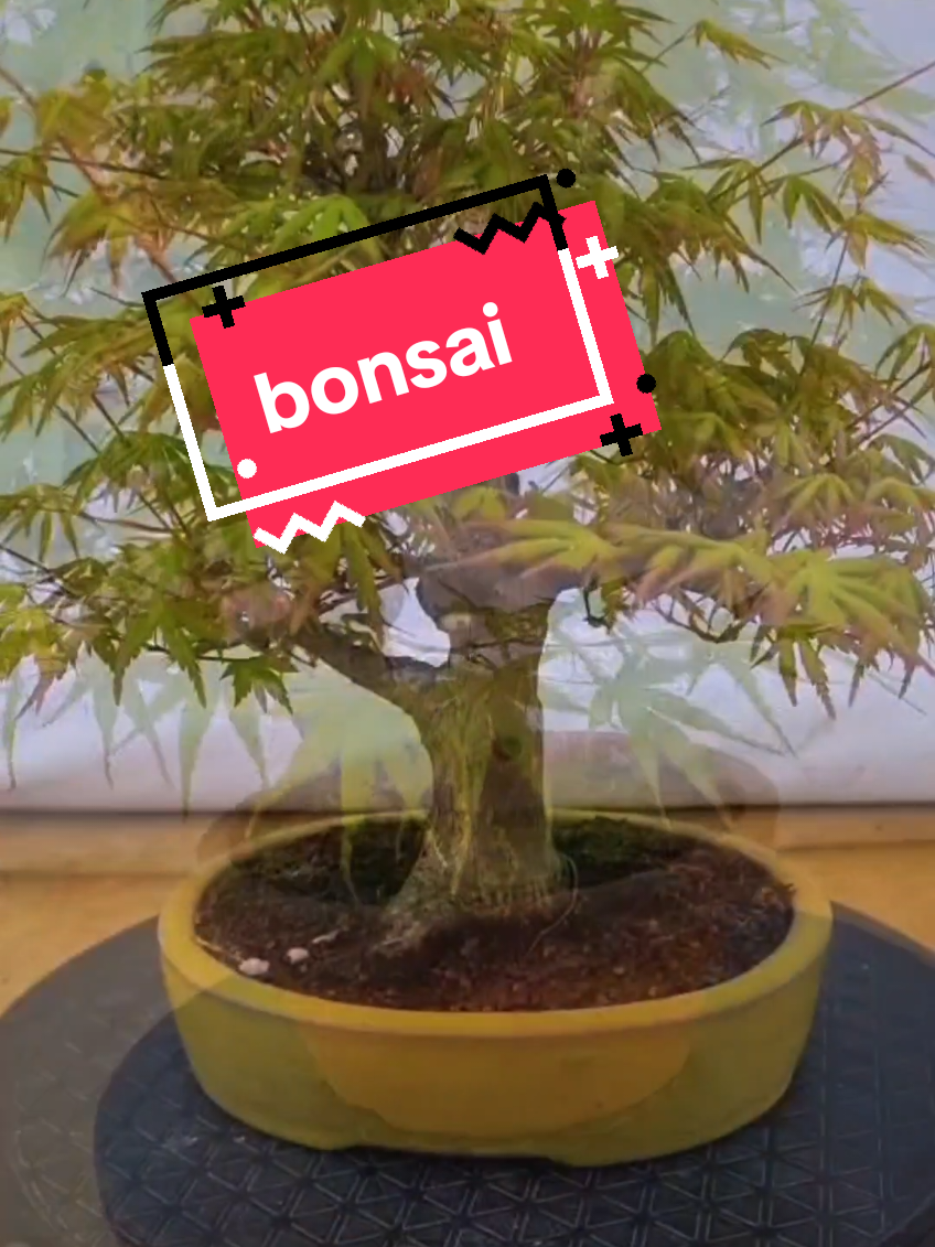 @BONS A.I.