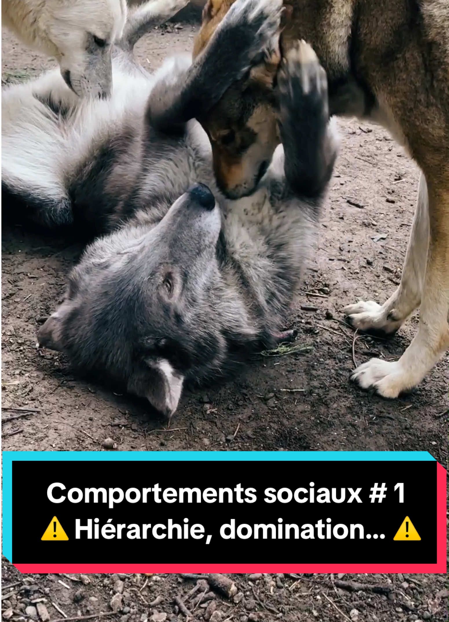 @🐺 Ragnar_et_sa_meute 🐺