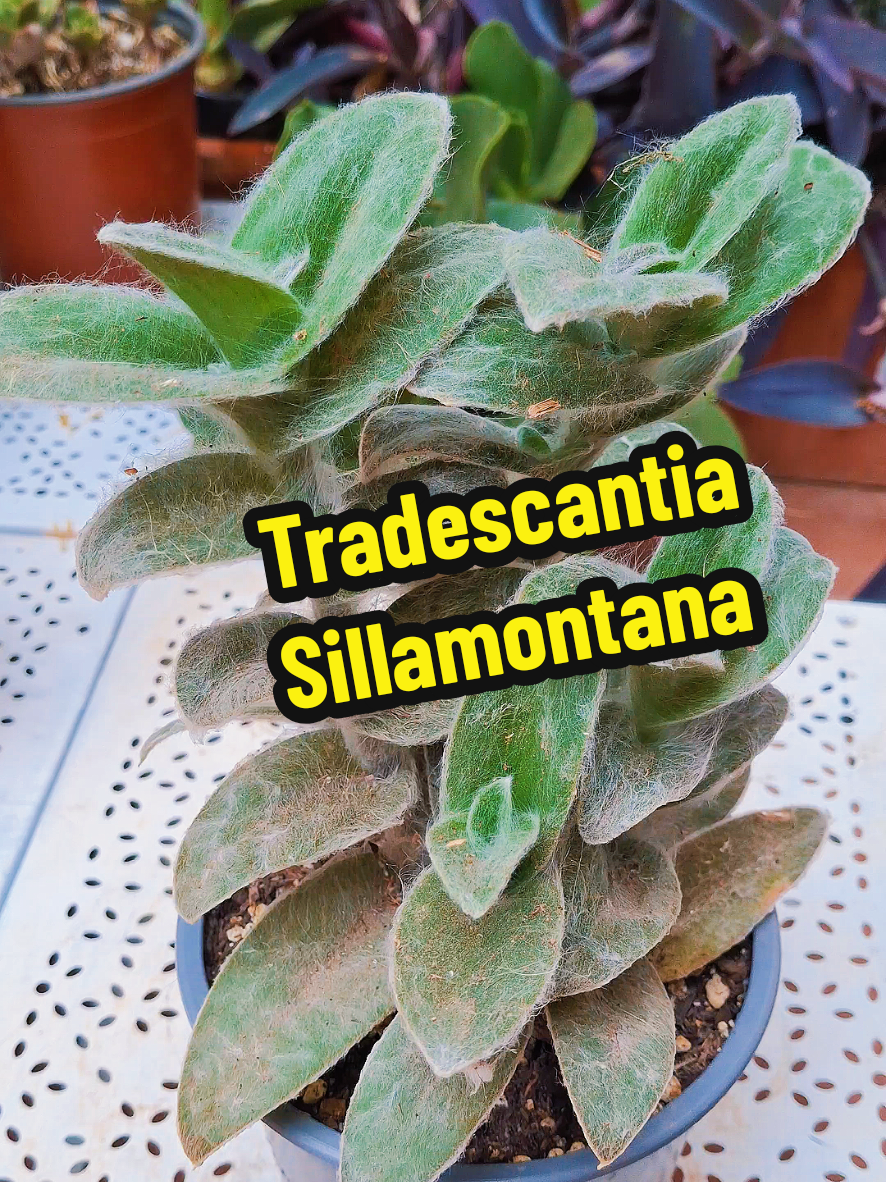 @Succulent_ninja