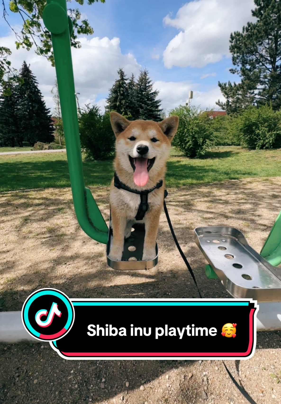 @Shiba GoNanKaiho hodowla FCI