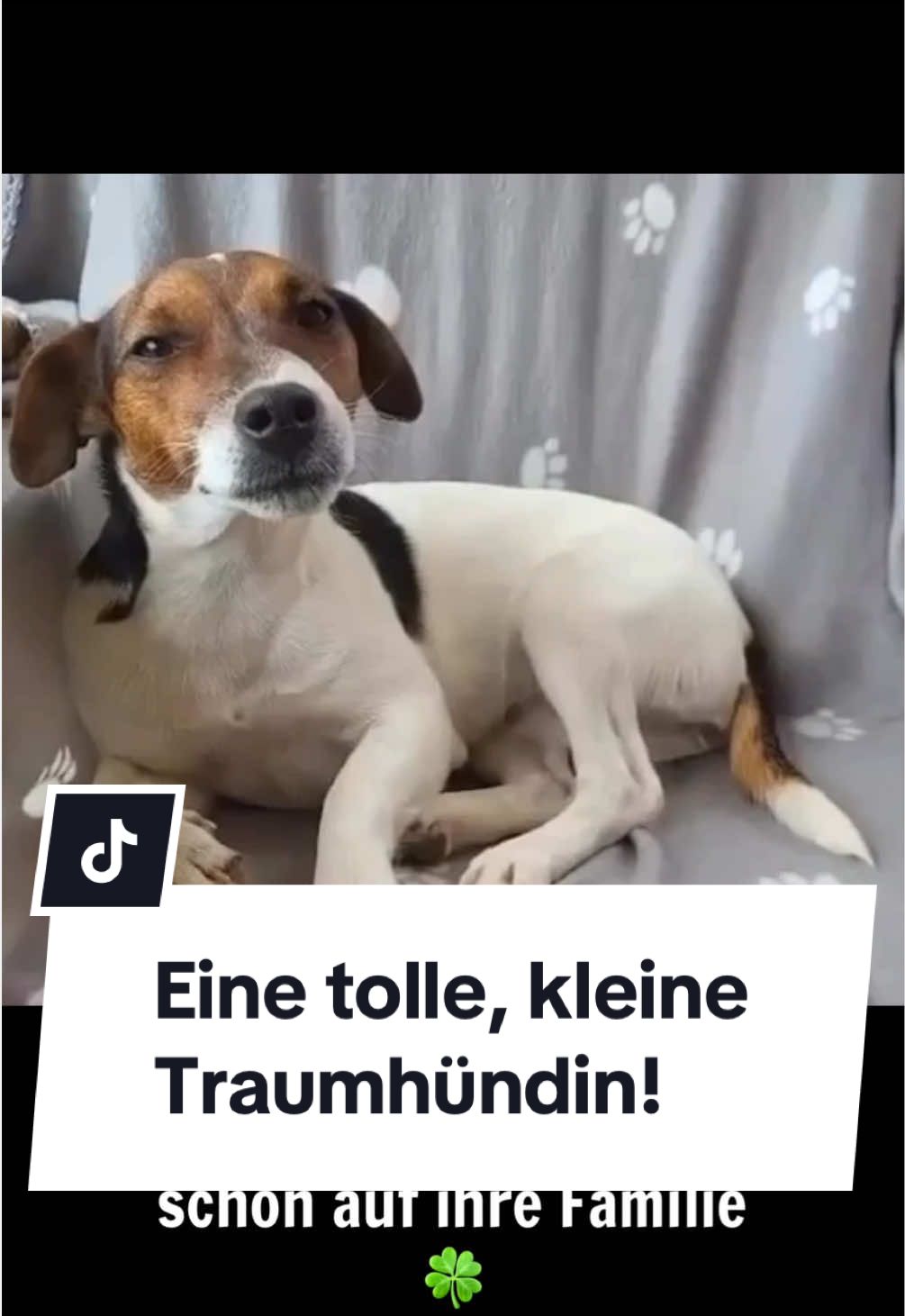 @Ein Herz für Streuner e.V.
