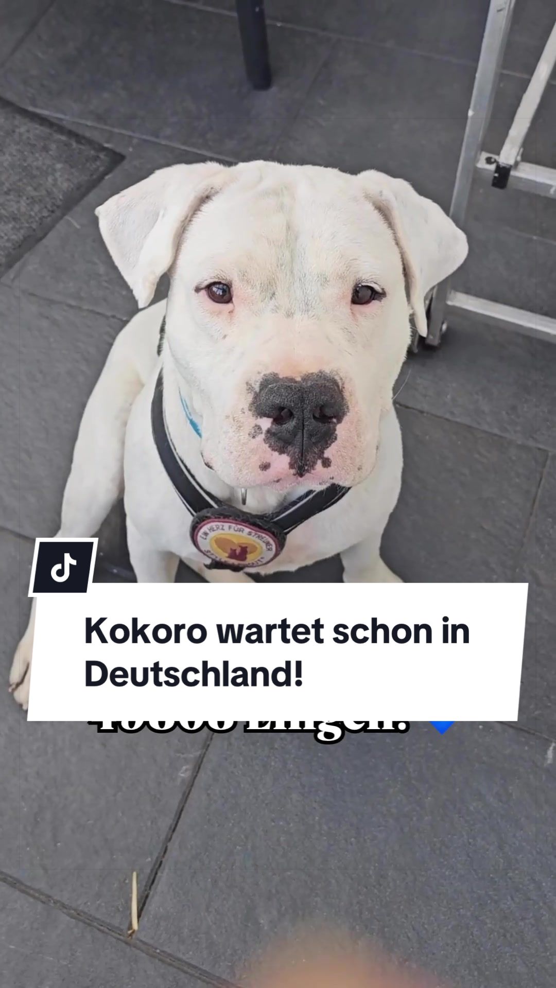 @Ein Herz für Streuner e.V.
