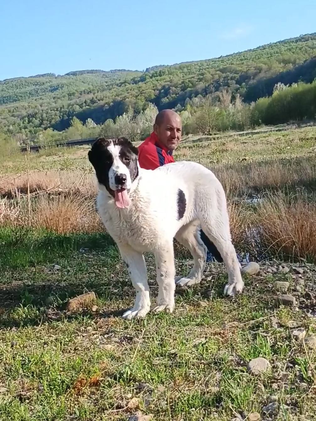 @RBU Alabai_Volkodav 🇷🇴