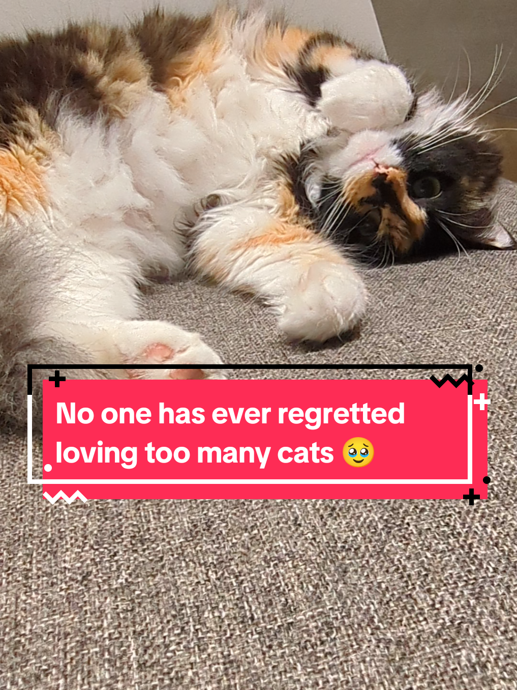 @The Cutest Cats Ever