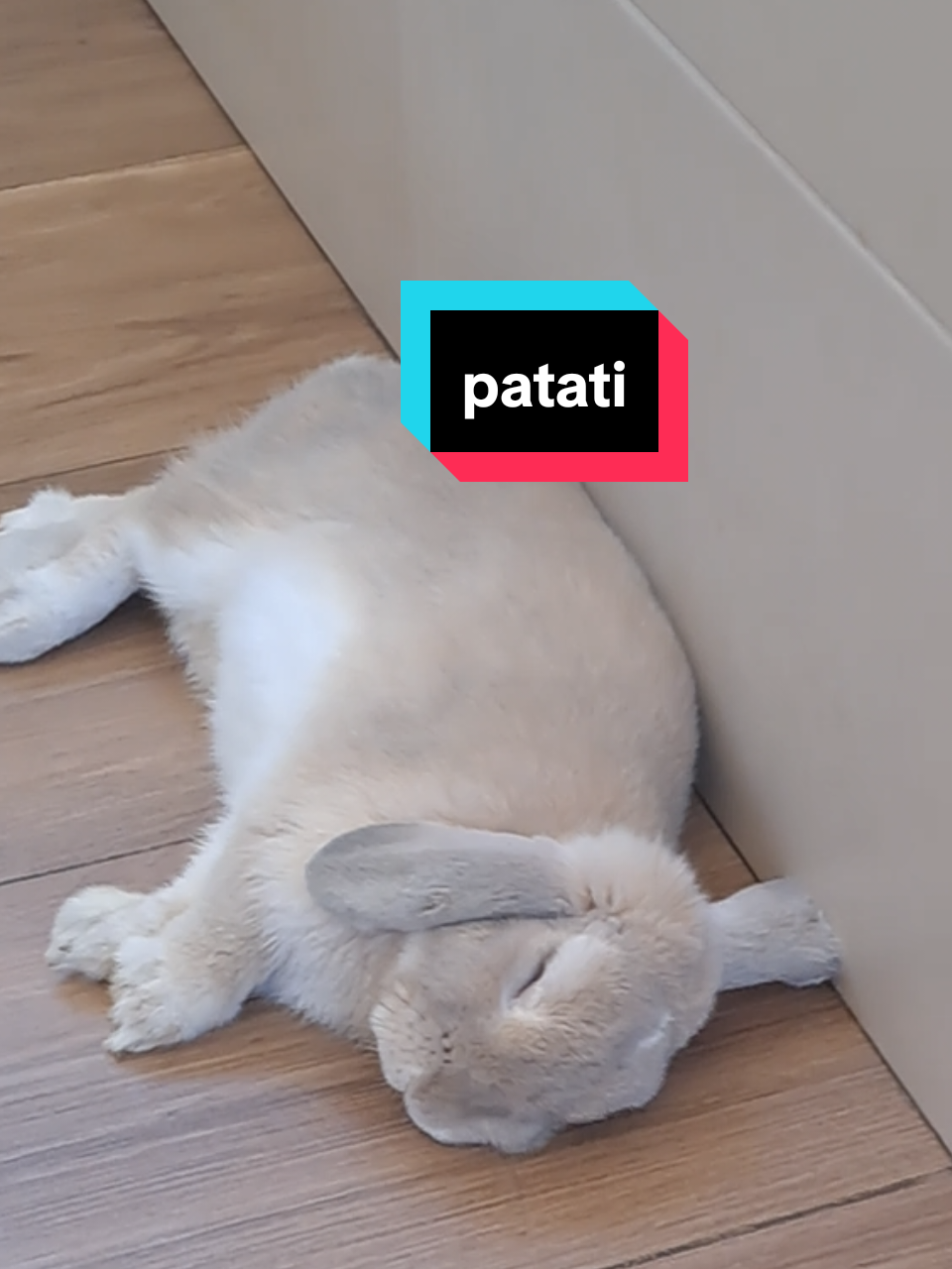 @Patatilla Rabbit 🐰🌱🥕