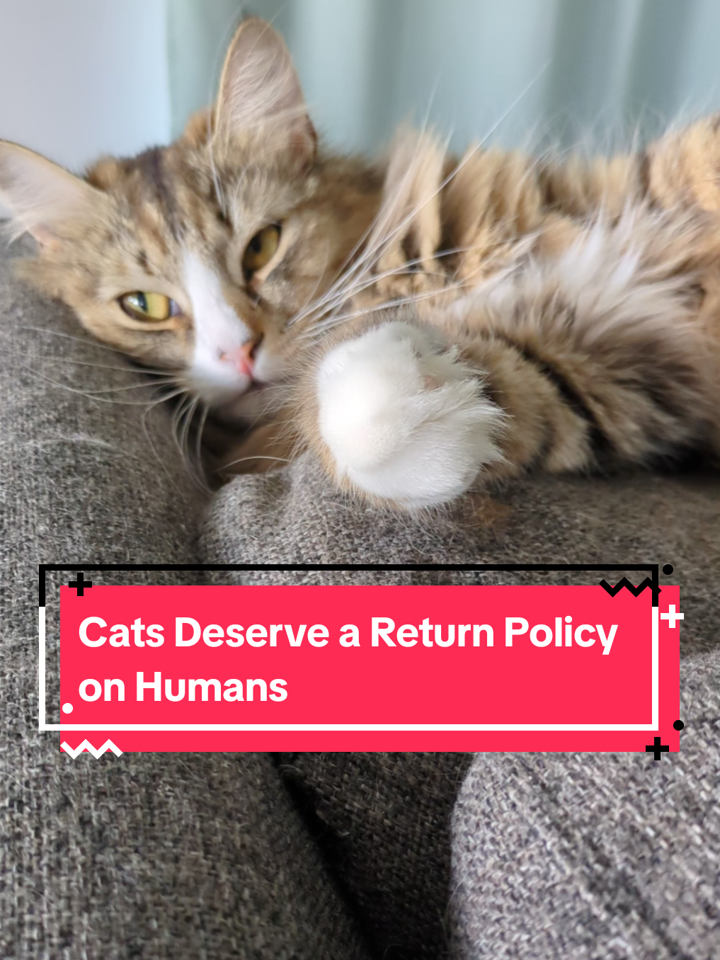 @The Cutest Cats Ever