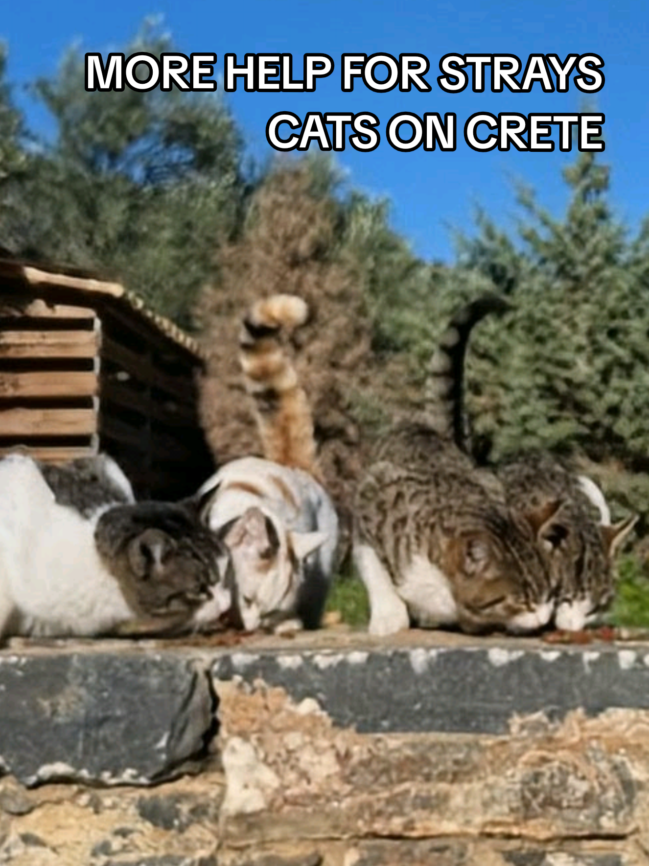 @Greek Animal Rescue