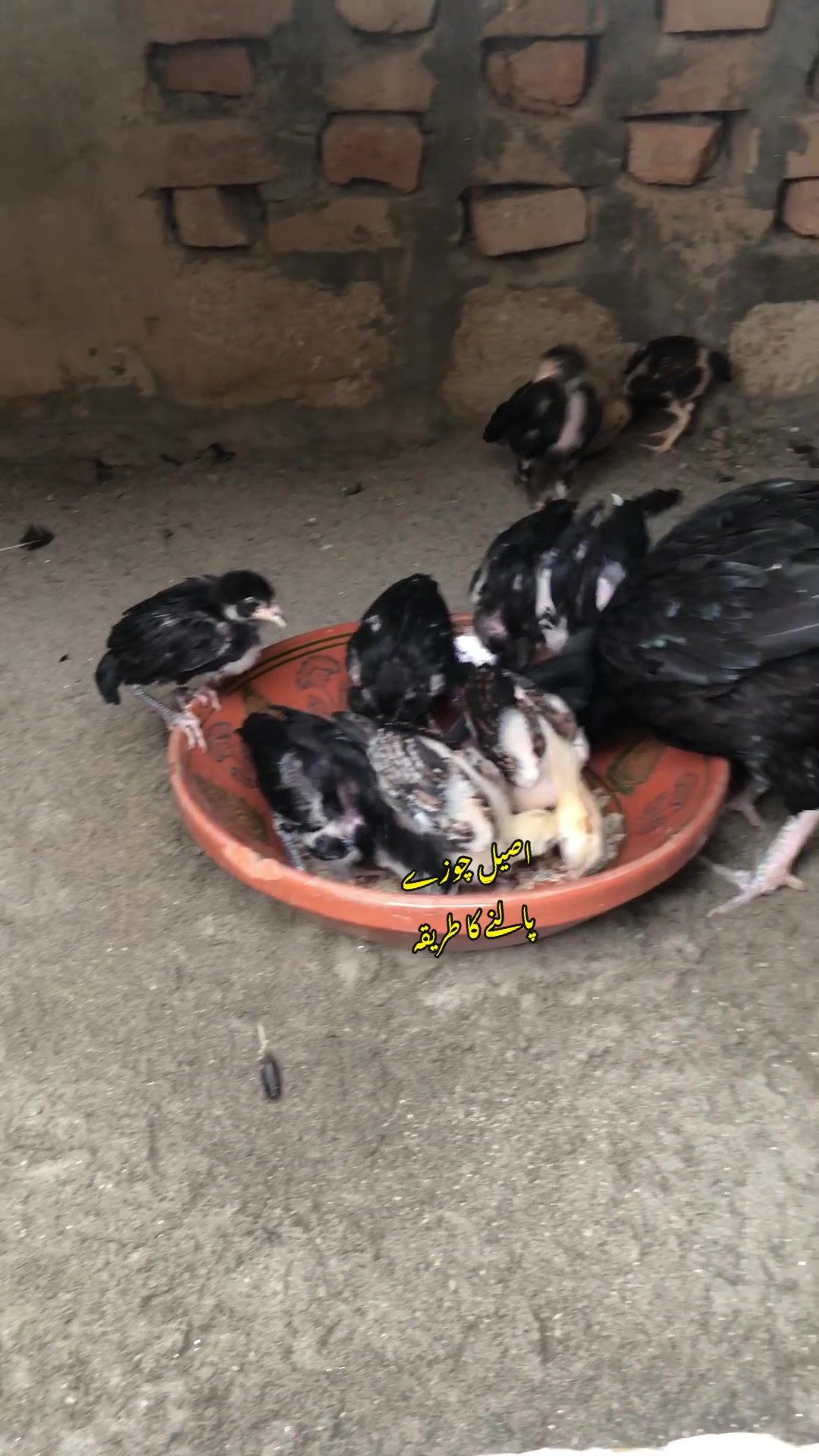 @Poultry Markaz