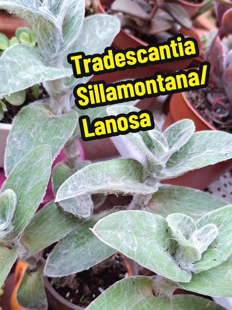 @Succulent_ninja