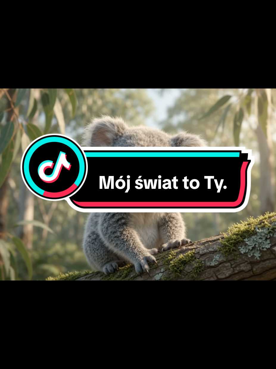 @Wesolutki Koala 🐨 😎