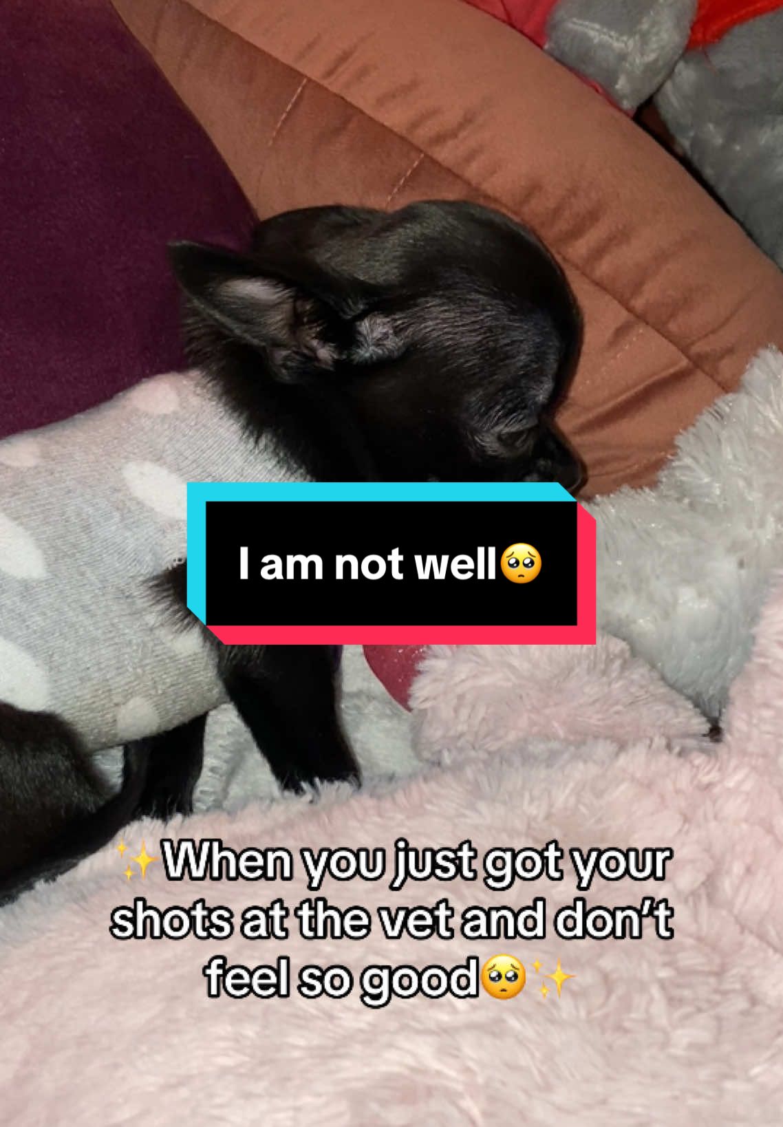 @the_chihuahua_mochi