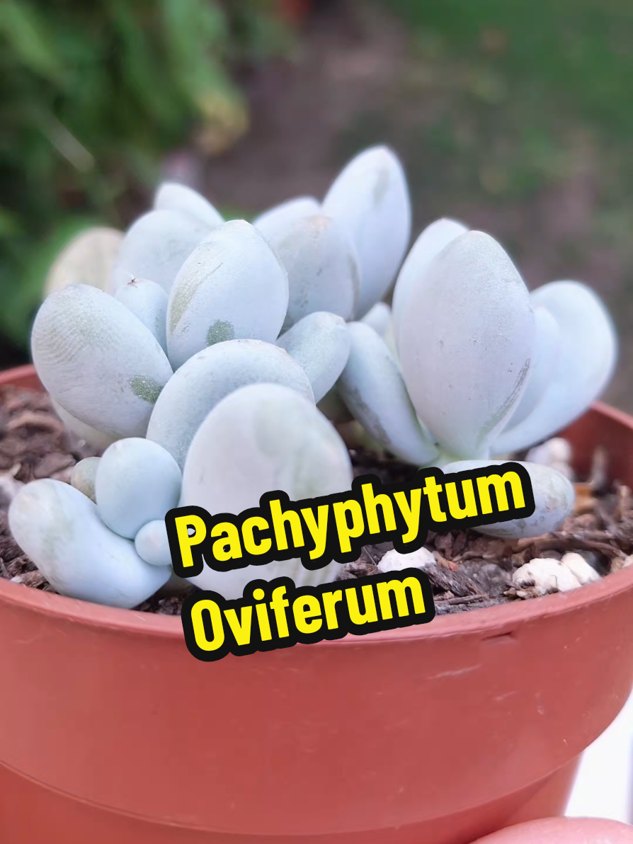 @Succulent_ninja