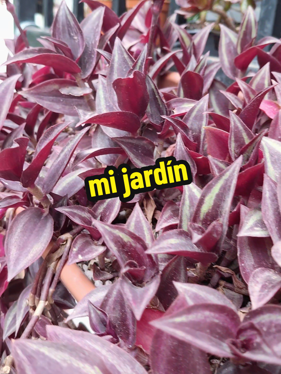 @Succulent_ninja