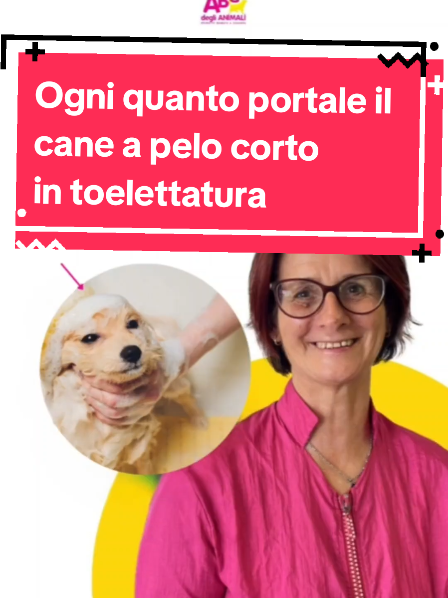 @ABC toelettatura Verona