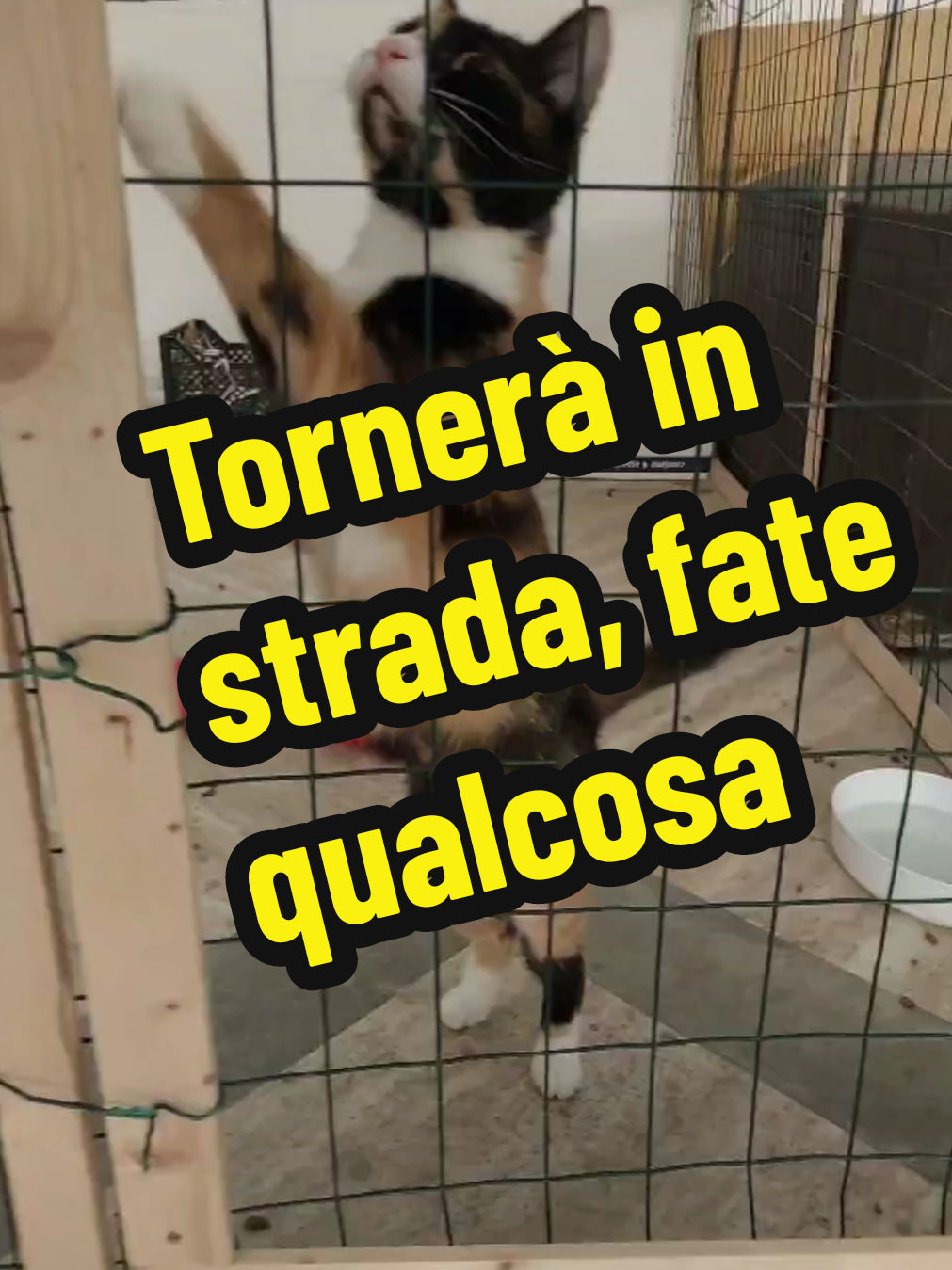 @Federica
