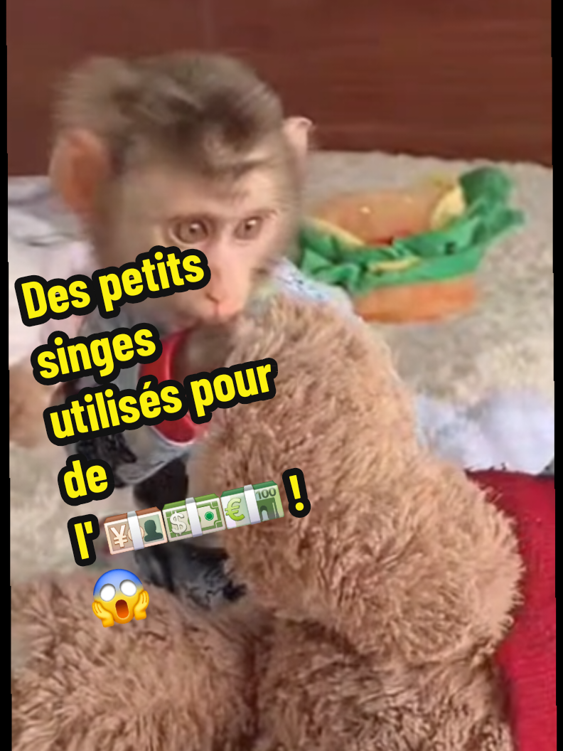 @🐒 HappyBabyMonkey 🐒