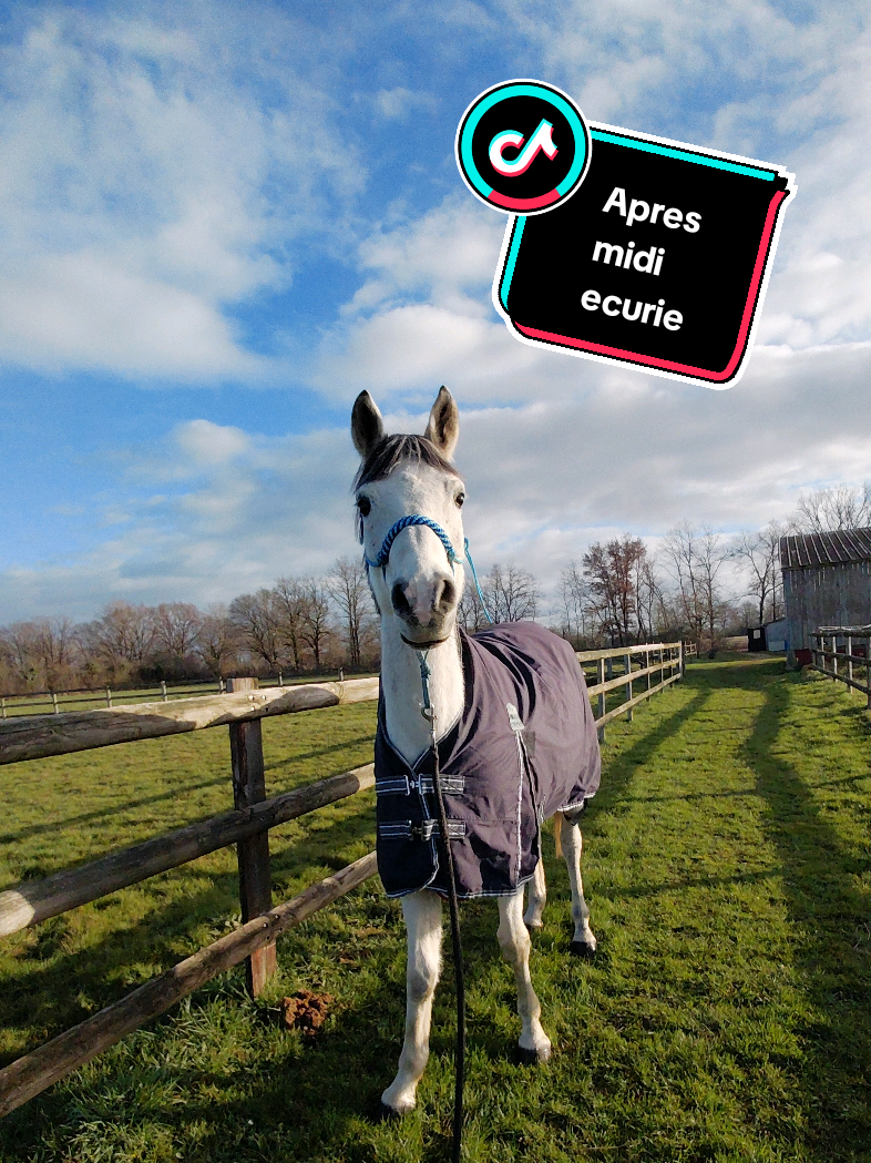 @Le Journal D'un Cheval & Cie