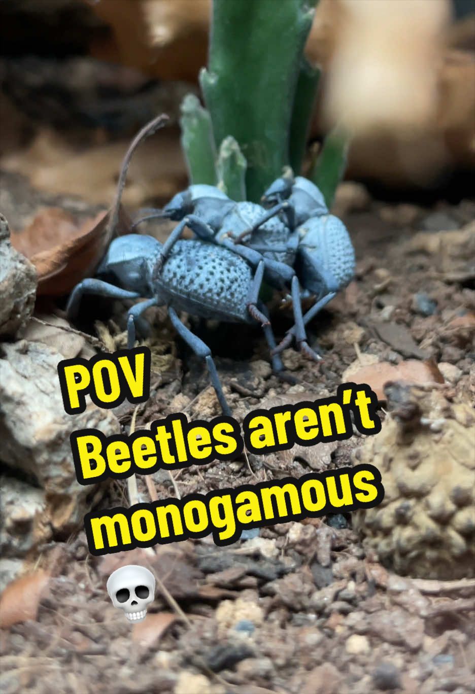 @Mother of Monsters