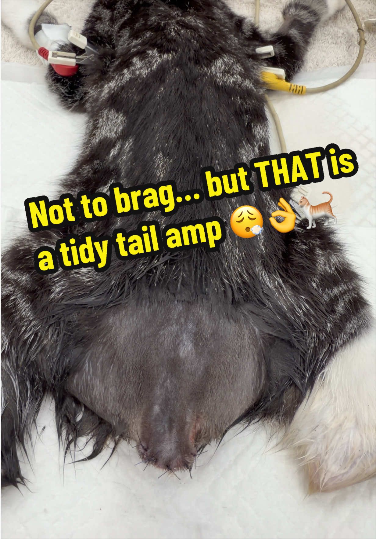 @Tomasthevet