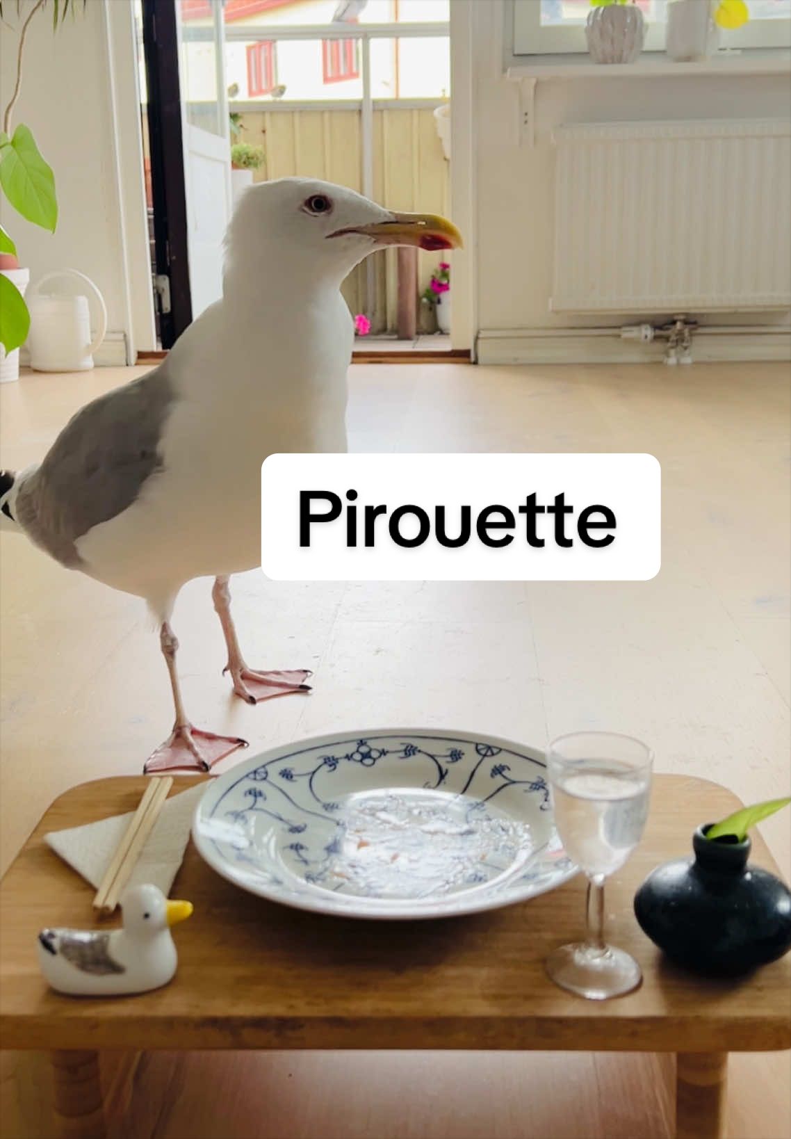 @Winston gull