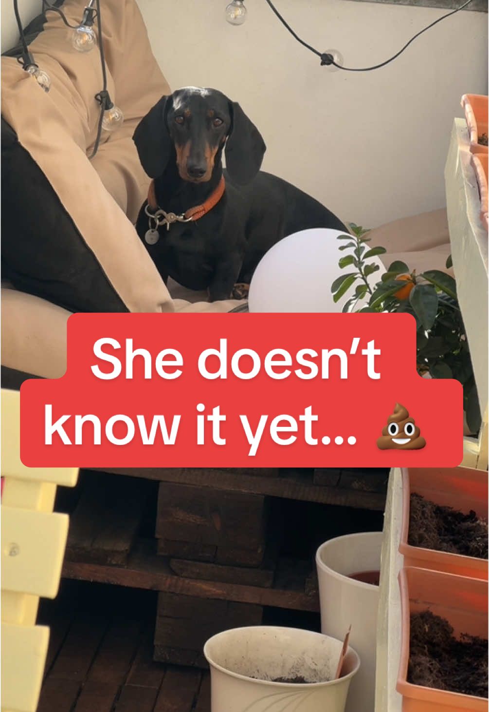 @SausagedogMaja