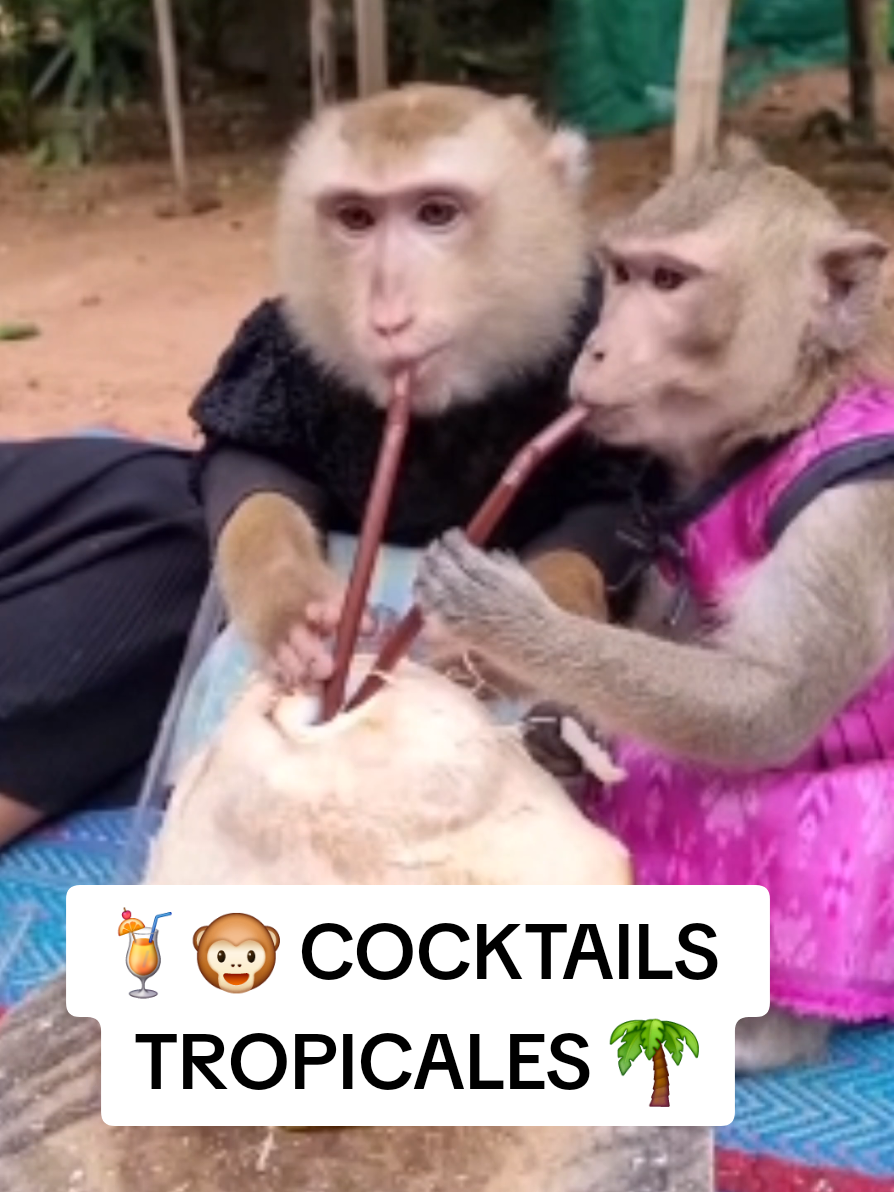 @monkeyYAYA