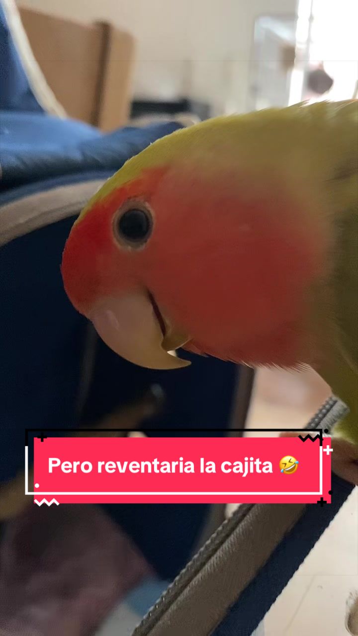 @chip y bella