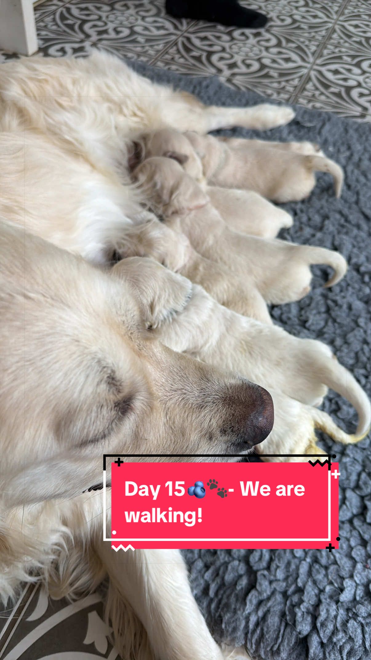 @Ateam Goldens