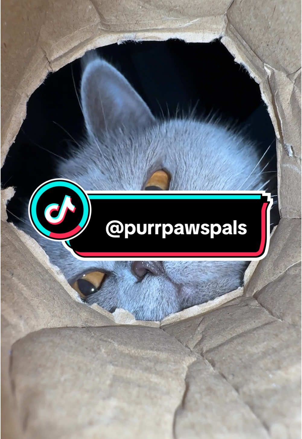 @Purrpawspals ✨