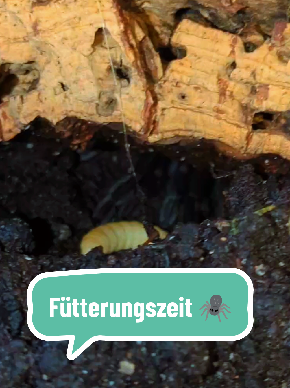 @Kleinewaldelfe🧚🏼&zwj;♀️