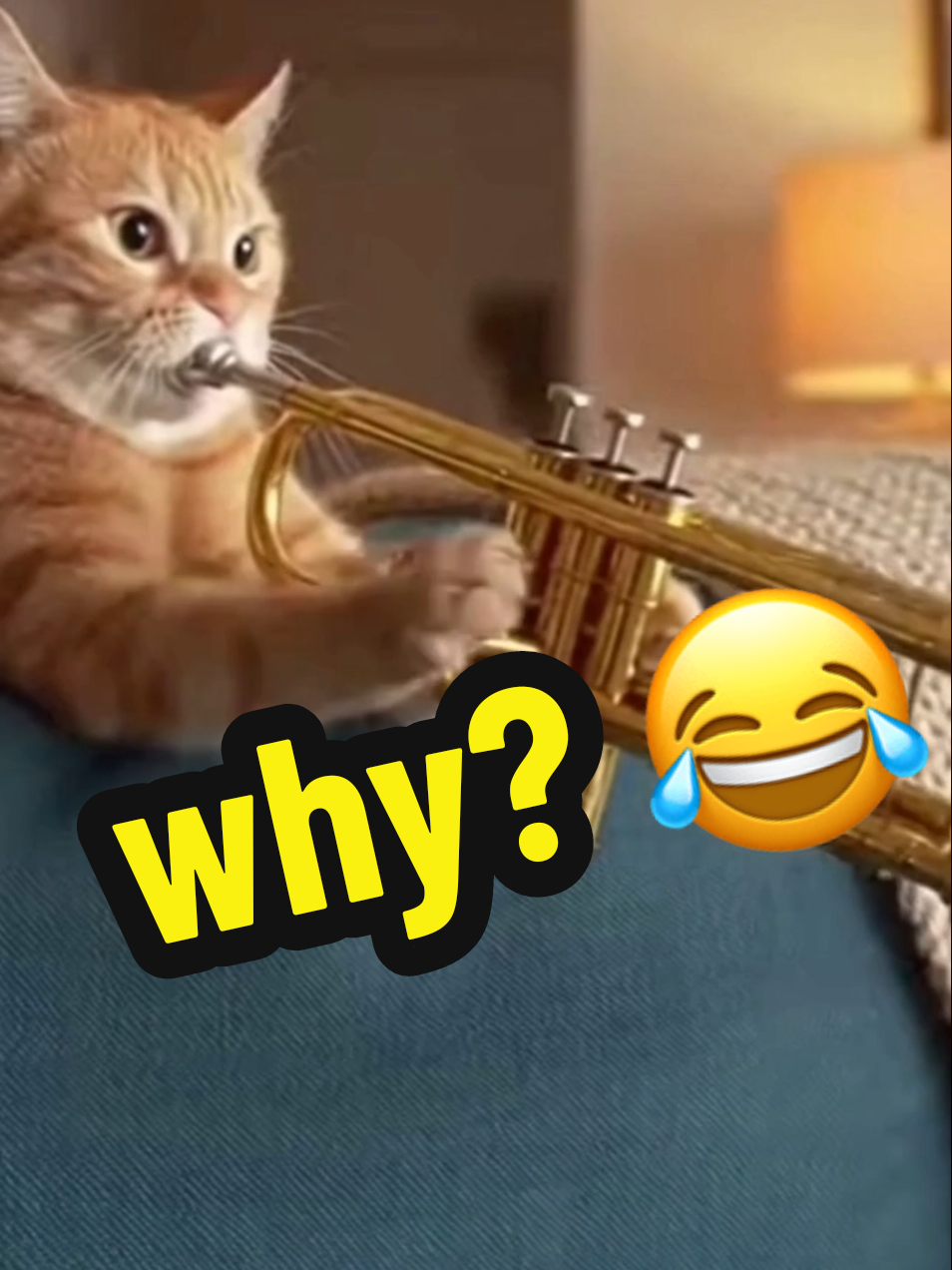 @wondxpt