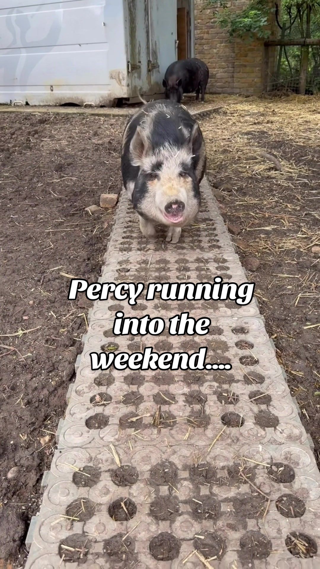 @AhimsaAnimalSanctuaryUK
