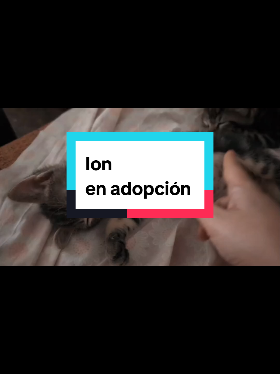 @enGatadas