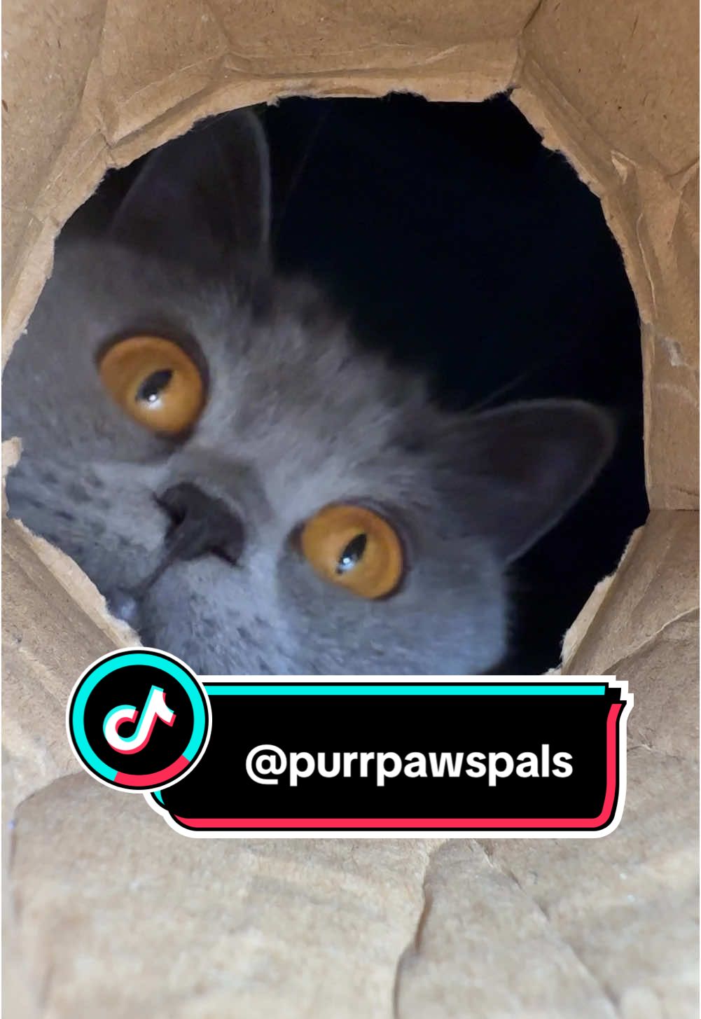 @Purrpawspals ✨